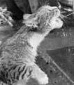 cat milk