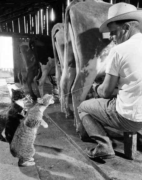 cat milk
